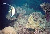 31 Flot fisk ved revet, Michaelmas Reef, Cairns - 230499